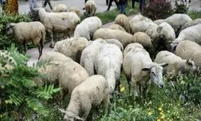 برخی محدوده‌ های شهری ارومیه محل چرا و نگهداری دام شده است