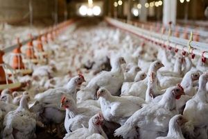 چالش جدی صنعت مرغ؛ از سرکوب قیمتی توسط دولت تا تلفات ناشی از گرما