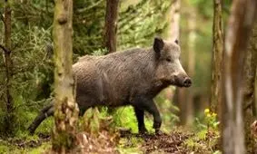 حیوان آزاری در ایلام؛ دو جوان می خواستند یک گراز را خفه کنند/ پلیس فتا و دادستانی به ماجرا ورود کردند