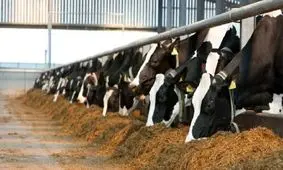 افزایش عجیب قیمت خوراک دام/ کاه ۴۷۰ درصد، جو ۱۸۳ درصد و یونجه ۱۲۶ درصد در یکسال گران شدند