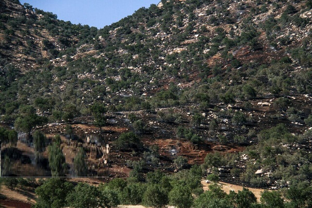 تداوم سوختن جنگلها در آتش ناهماهنگی ها و کمبود امکانات