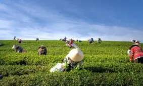 حل مشکل گرسنگی با فناوری نانو و هوش مصنوعی!