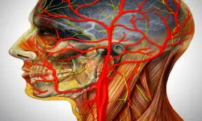 طول رگ های بدن انسان چقدر است؟