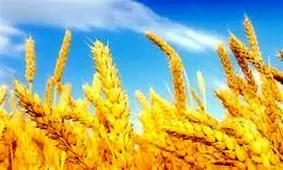 کاهش ۶۵ درصدی تولید گندم