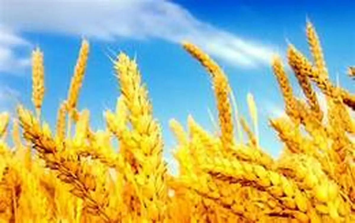کاهش ۶۵ درصدی تولید گندم