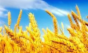 کاهش ۶۵ درصدی تولید گندم