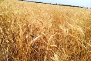 خرید ۷۸ هزار تن گندم از کشاورزان توسط شبکه تعاون روستایی همدان