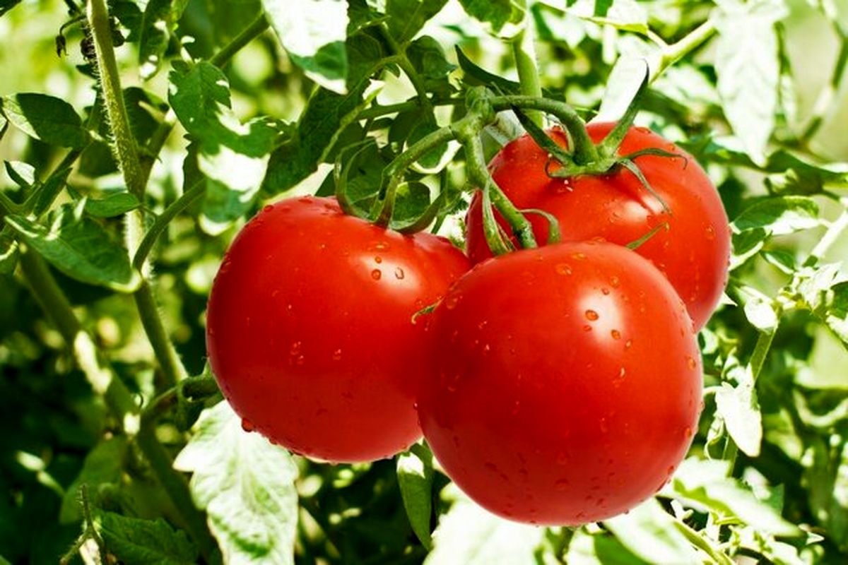 کاهش ۱۵ درصدی تولید گوجه فرنگی در آذربایجان غربی