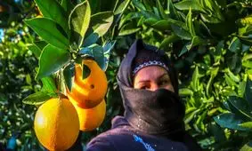 ۴۰ میلیارد تومان بدهکاری دولت به باغداران مازندرانی