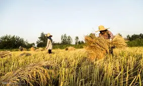 باران و افزایش رنج برداشت برنج در گیلان