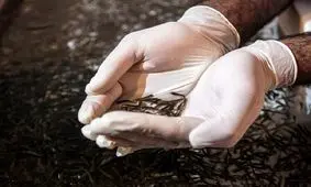 واردات تخم‌چشم زده، دو سوم کاهش یافت/ علت کاهش واردات چیست؟