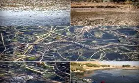 ثانیه‌شماری تا "مرگ تدریجی" تالاب بین‌المللی هشیلان/ کمتر از ۳ هفته تا "خشکی کامل"