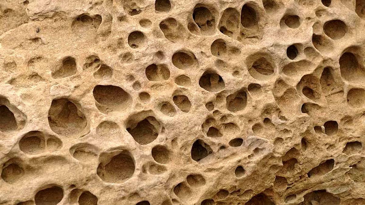فسیلهای مرموز کشف شده میتوانند قدیمیترین نشانههای حیوانات در زمین باشند