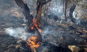 آتش‌سوزی تالاب انزلی عمدی بود