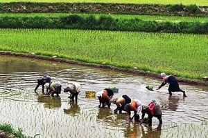 اختصاص ۷۰۰ هکتار از اراضی کشاورزی نیکشهر به کشت برنج