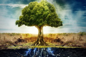 حکایتی بسیار آموزنده «درخت بی مرگ»