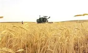 پرداخت 7300 ميليارد ريال از بدهي گندمکاران