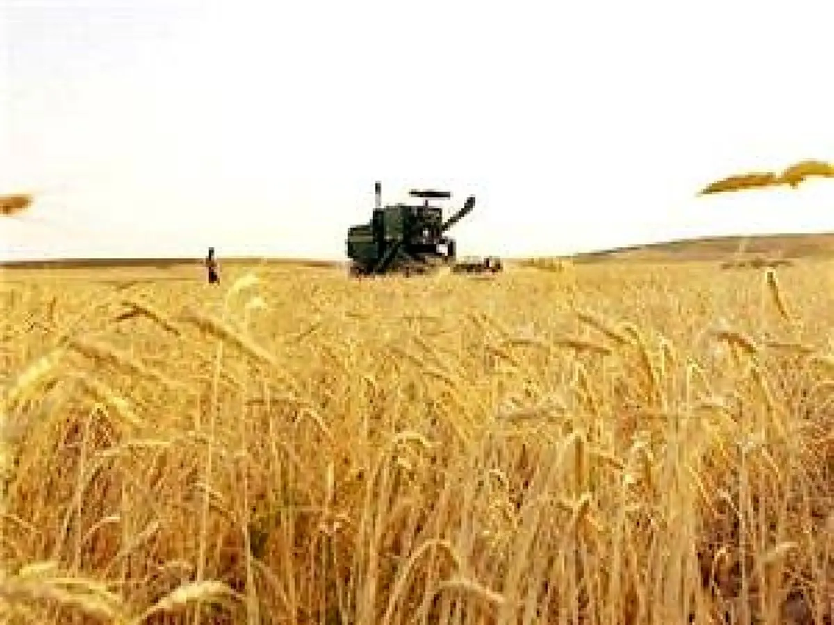 پرداخت 7300 ميليارد ريال از بدهي گندمکاران