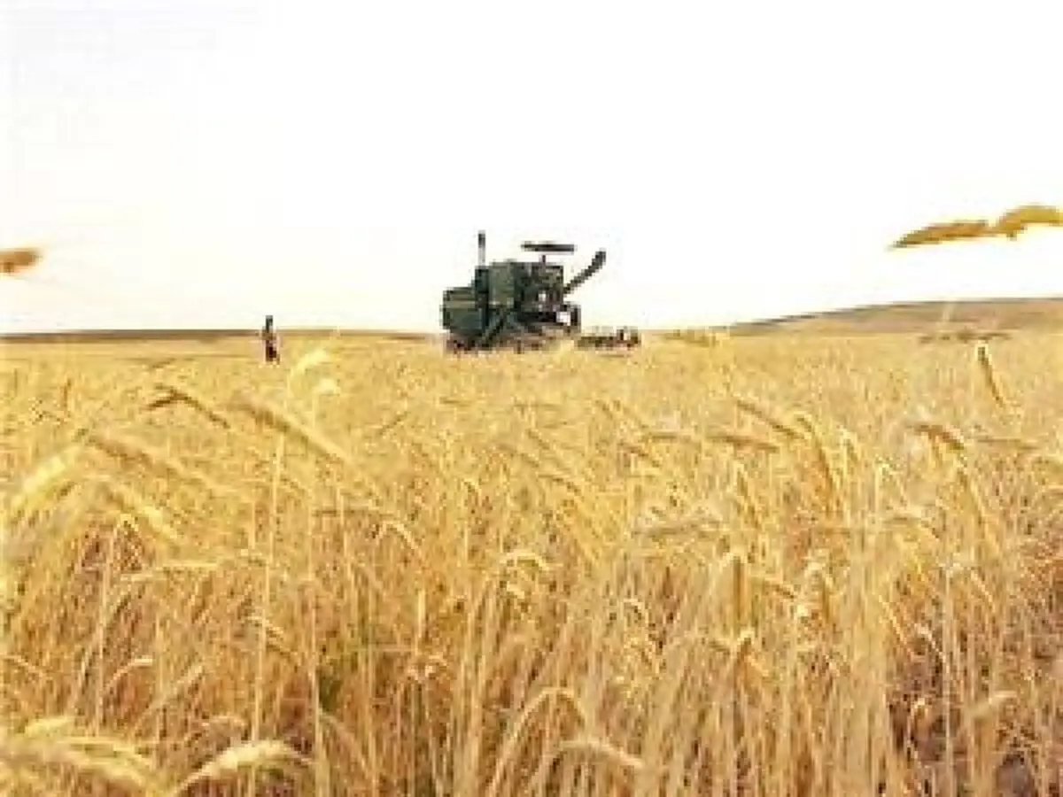 پرداخت 7300 ميليارد ريال از بدهي گندمکاران
