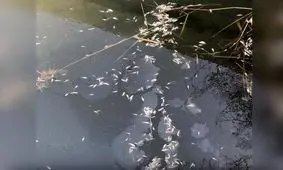 شناسایی تخلیه فاضلاب هیدروکربنی به تالاب نای‌ بند