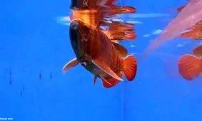 این یک ماهی نیست/ ویدئو