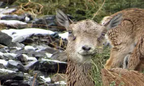 مشکلات خشکسالی برای حیات وحش/ حیات وحش استان تهران تعلیف دستی نشده‌اند