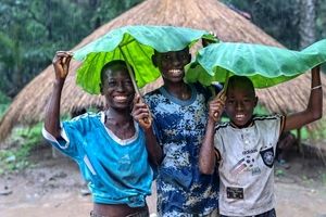 چتر طبیعی کودکان گینه‌ ای هنگام بارش باران