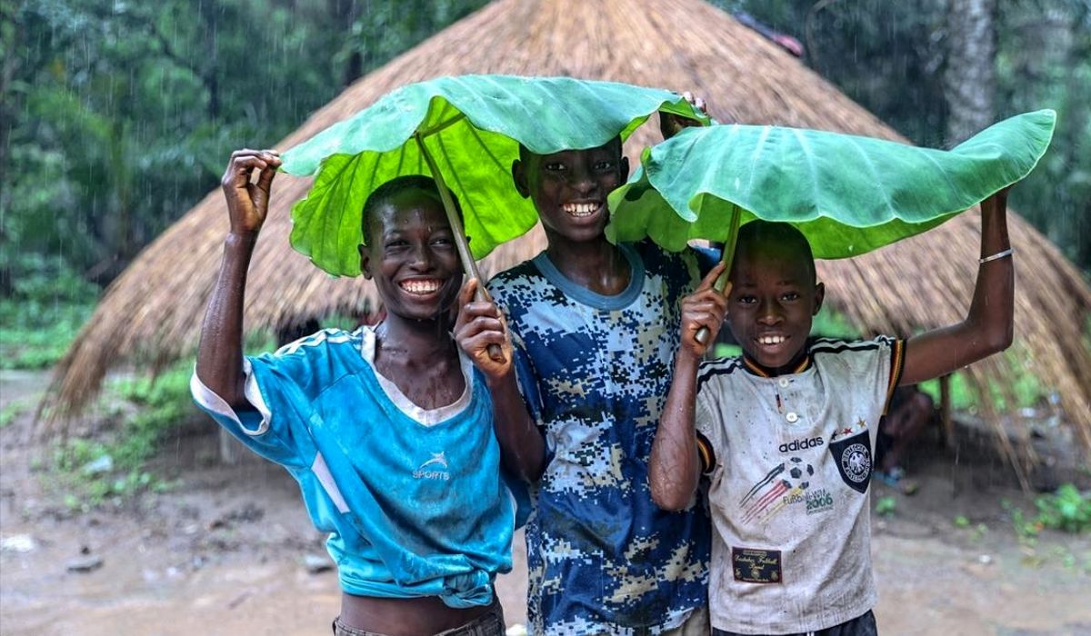 چتر طبیعی کودکان گینه‌ ای هنگام بارش باران