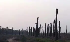 وضعیت نخل های خوزستان/ رئیس هیأت مدیره اتحادیه نخلداران خوزستان: نخیلات شادگان کلا از بین رفته اند