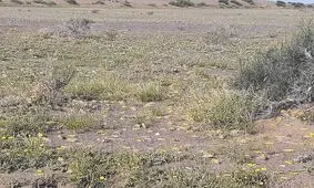 احتمال هجوم ملخ صحرایی به سیستان و بلوچستان
