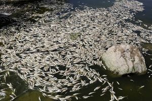 بی‌ توجهی مسئولان به تلف‌شدن ۱۹۰ تن ماهی در 