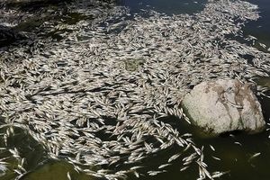 بی‌ توجهی مسئولان به تلف‌شدن ۱۹۰ تن ماهی در "لردگان"