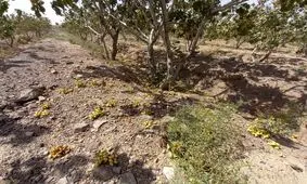 توفان به ۳۰ درصد باغ‌های پسته شهرستان فردوس خسارت زد