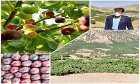 شهرستان پلدختر قطب تولید انجیر سیاه کشور است