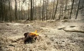 مهار آتش‌ در جنگل های شهرستان فیروزآباد/ ۳ نفر جان خود را از دست دادند