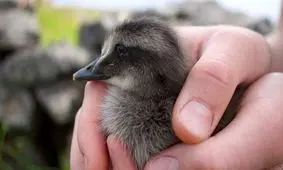 گرانترین پر جهان از کجا تهیه می‌شود؟