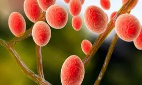 روش های پیشگیری و درمان قارچ سینه