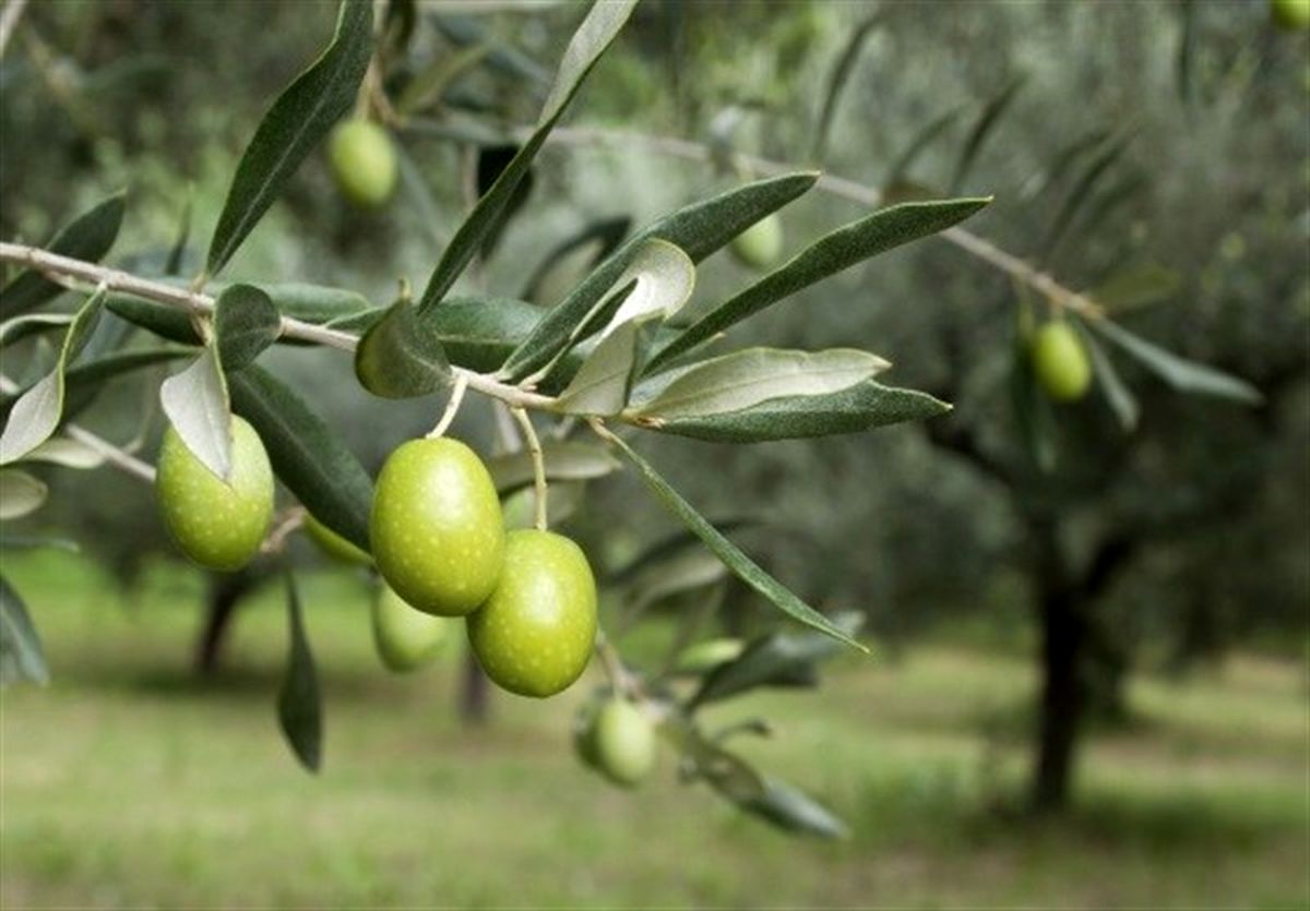 خسارت میلیاردی به بیتالمال در پروژه زیتونکاری روستای "تهدره" طارم