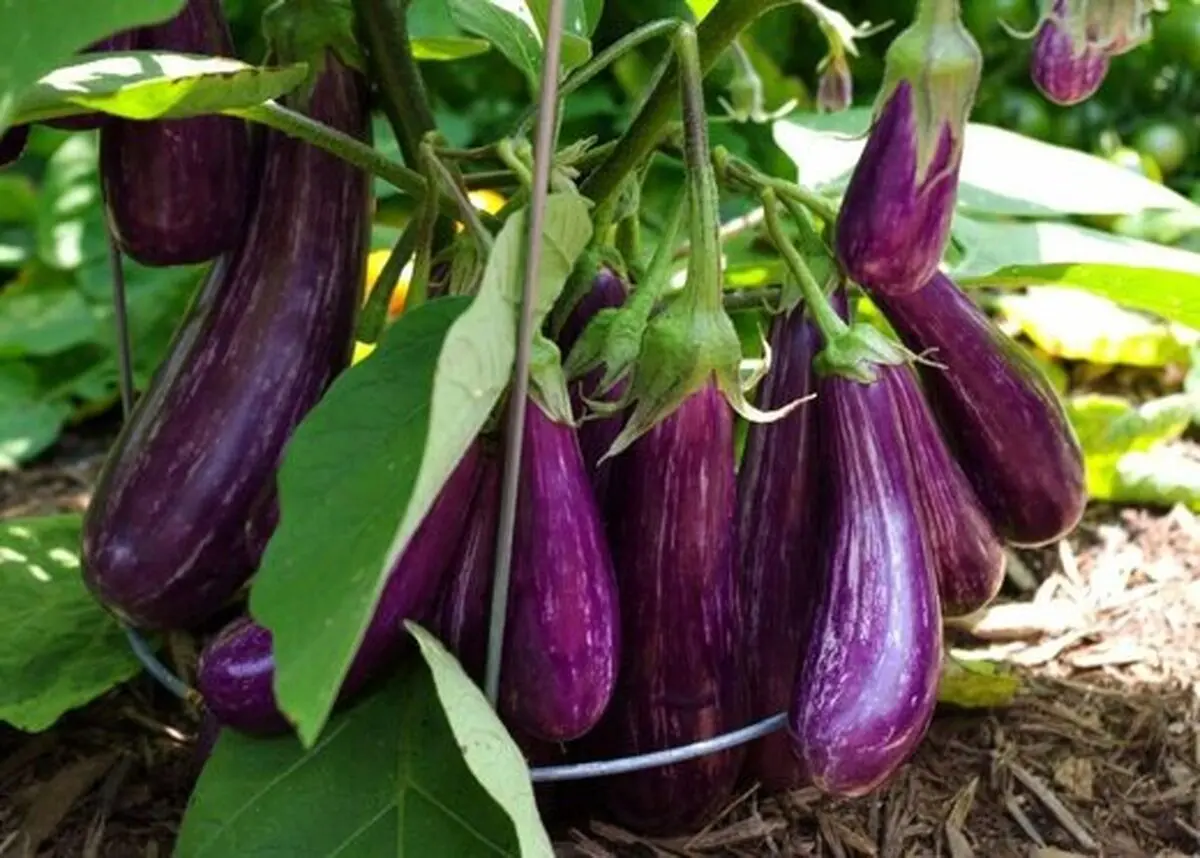 ۹ عارضه‌ مصرف بیش از حد بادنجان برای بدن