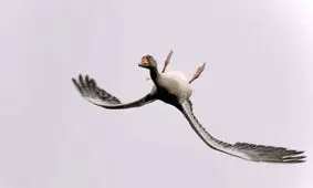 غازی که تصمیم گرفت وارونه پرواز کند