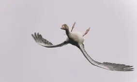 غازی که تصمیم گرفت وارونه پرواز کند