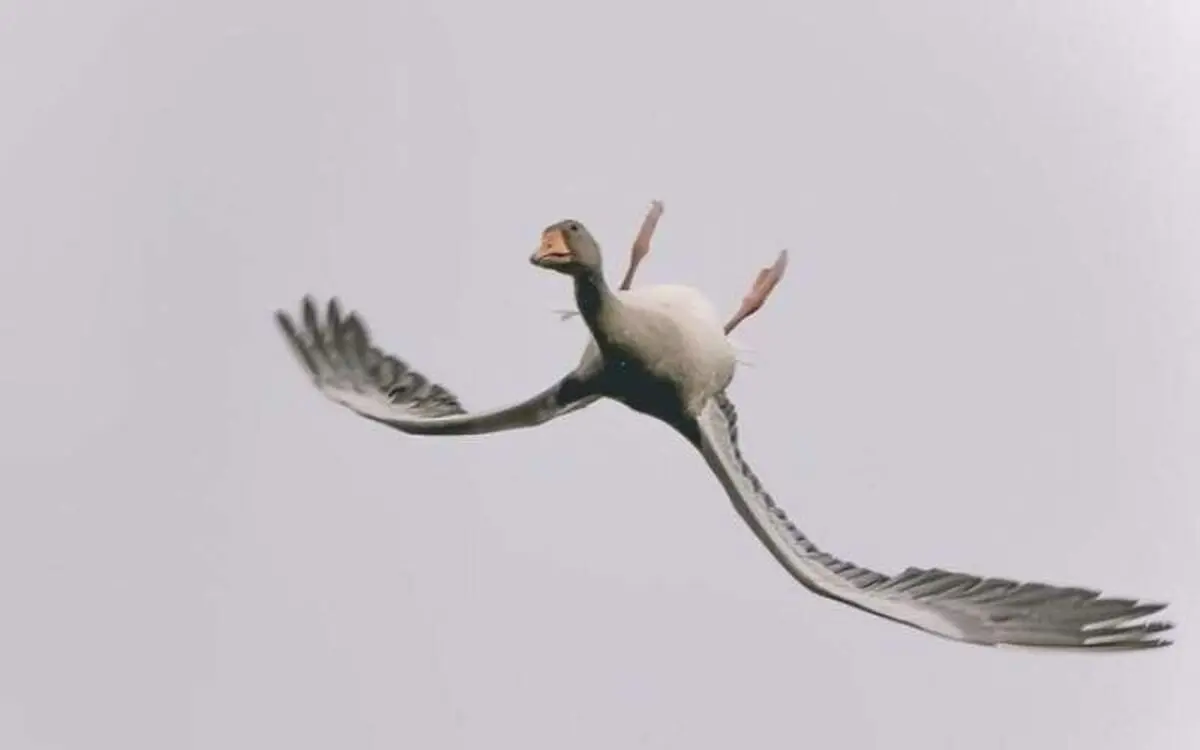 غازی که تصمیم گرفت وارونه پرواز کند
