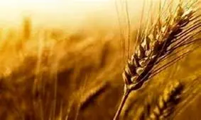 پرداخت کامل مطالبات گندمکاران صورت گرفت/ هر کیلوگرم گندم ۵ هزار تومان