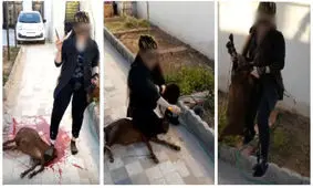 گروه خانم های قصاب و کشتار حیوانات اهلی و ورودی ۵۰۰ هزار تومانی/ تصاویر