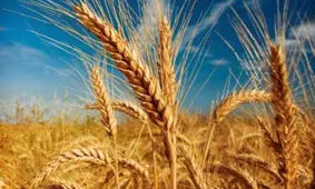 پرداخت مطالبات گندمکاران در آخرین روز کاری دولت دوازدهم