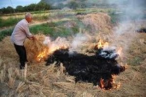 کاهش چشمگیر آتش زدن ثروت در شالیزارهای گیلان
