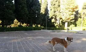 جولان سگ‌های ولگرد در شهر؛ وحشتی که دل شهروندان بیرجند را چنگ می‌زند