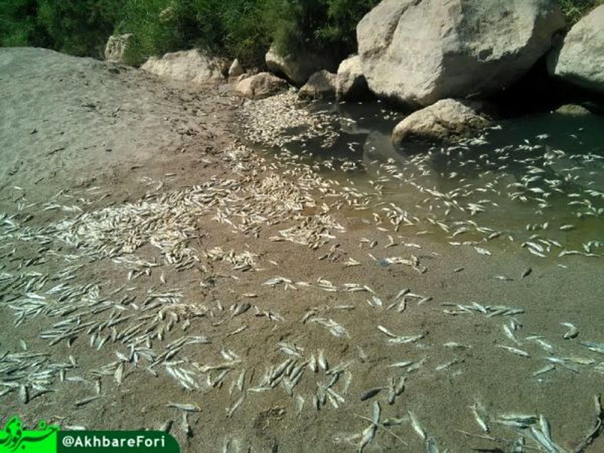 مرگ ماهی‌ها بر اثر پایین رفتن آب قزل‌اوزن