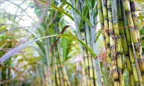 ثبات و پیشرفت در شرکت توسعه نیشکر و صنایع جانبی خوزستان/ زمین خوردن توسعه نیشکر چند برابر هفت تپه عوارض دارد