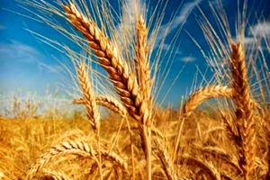 مطالبات گندمکاران پرداخت شد/ خرید گندم در مرز ۴.۵ میلیون تن